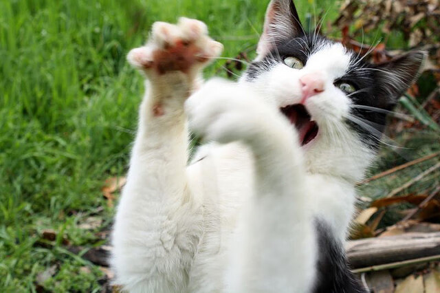 kaiyun中国官方网站-中国女子篮球联赛激烈角逐，展现女性风采，中国女子篮球联赛激烈角逐,展现女性风采的视频