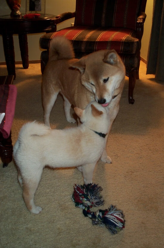 勒沃库森队员战术执行力强,勒沃库森引援