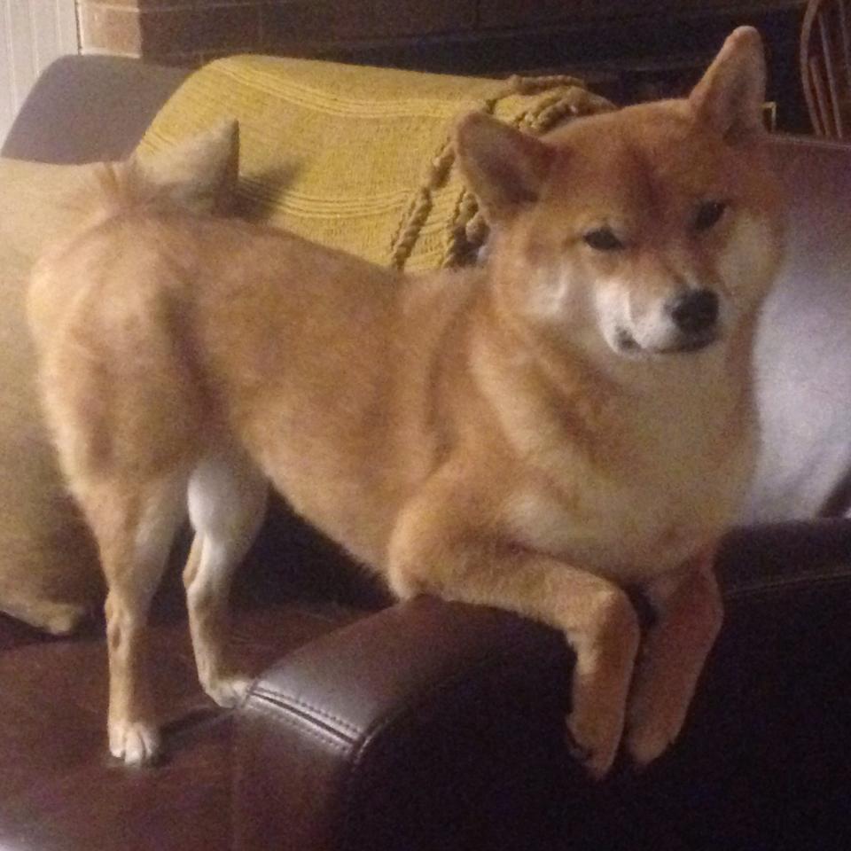 开云网页版-掘金队主教练力挺球员 信心提升斗志鼓舞，掘金队主力阵容