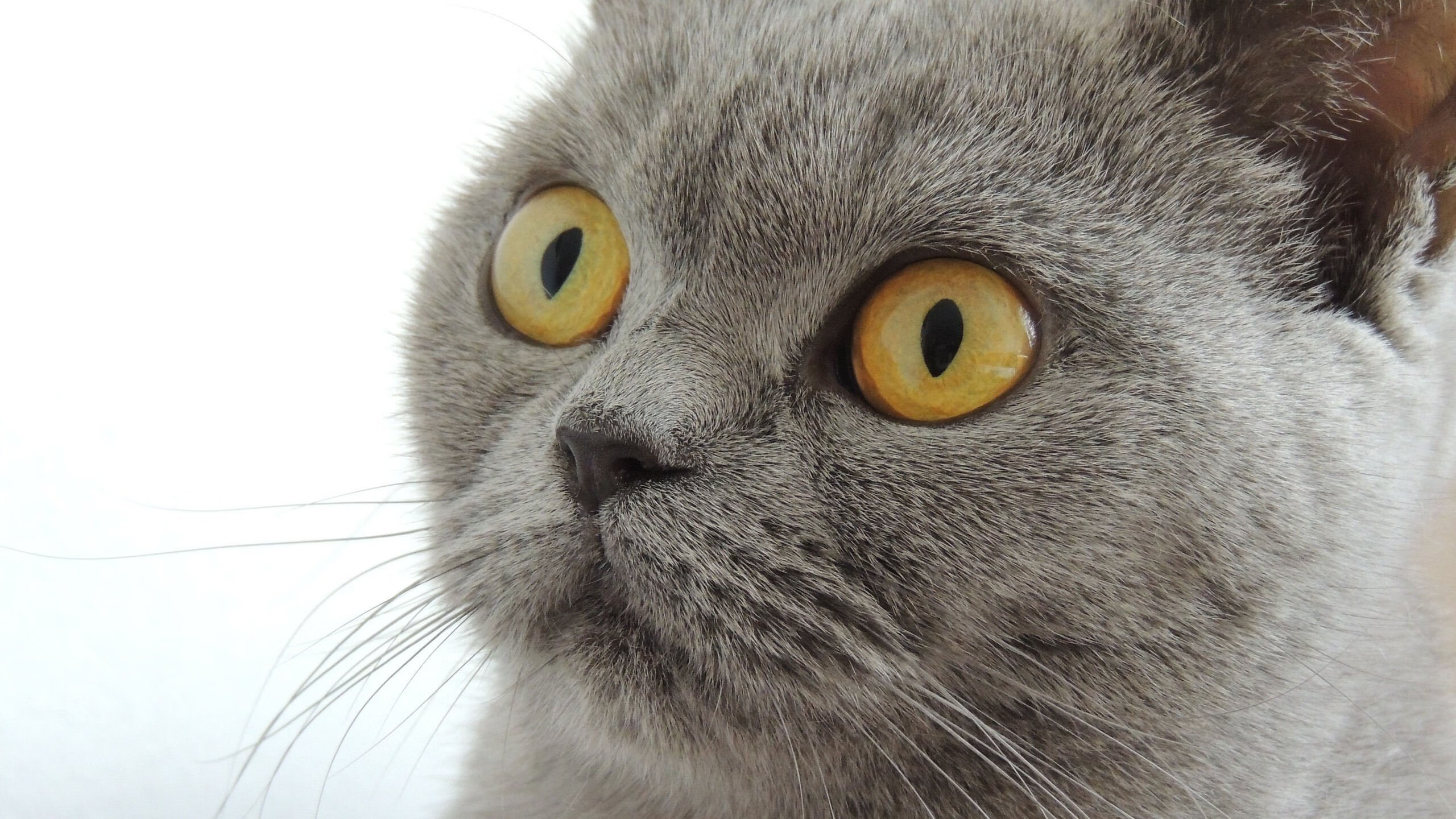 韩国星际争霸联赛观众人数激增,韩国星际争霸选手排名