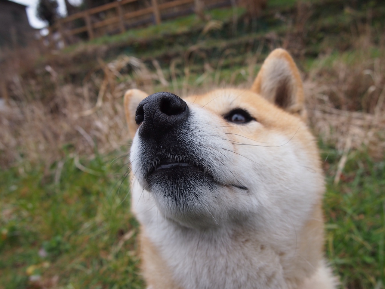 Chinese Taipei未来发展:体育与科技融合的新机遇,未来体育是台湾的吗