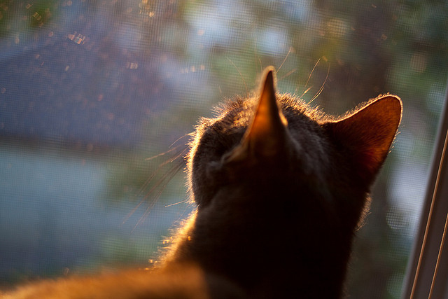 中超逆袭世界杯预选赛 历史回顾引热议，中超冠军参加世俱杯