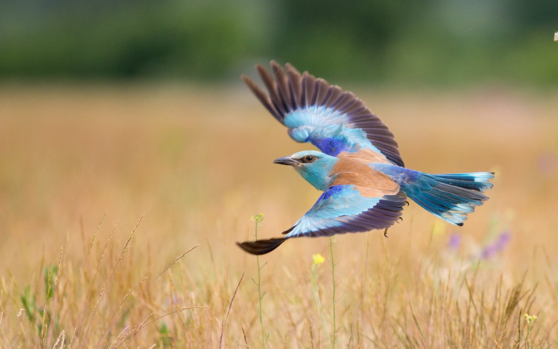 丁俊晖险胜老将挺进四强,丁俊晖集锦