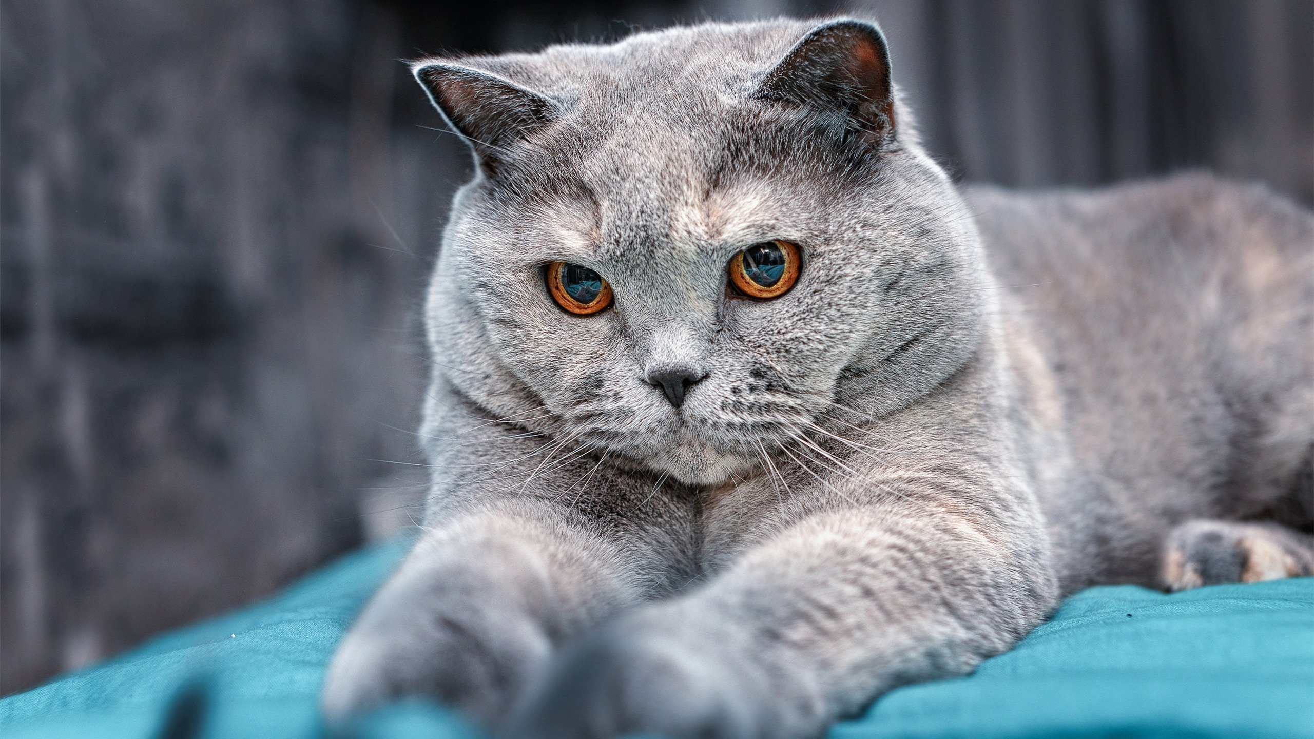 本·普劳德蝶泳50米决赛全力冲刺,普劳德游泳