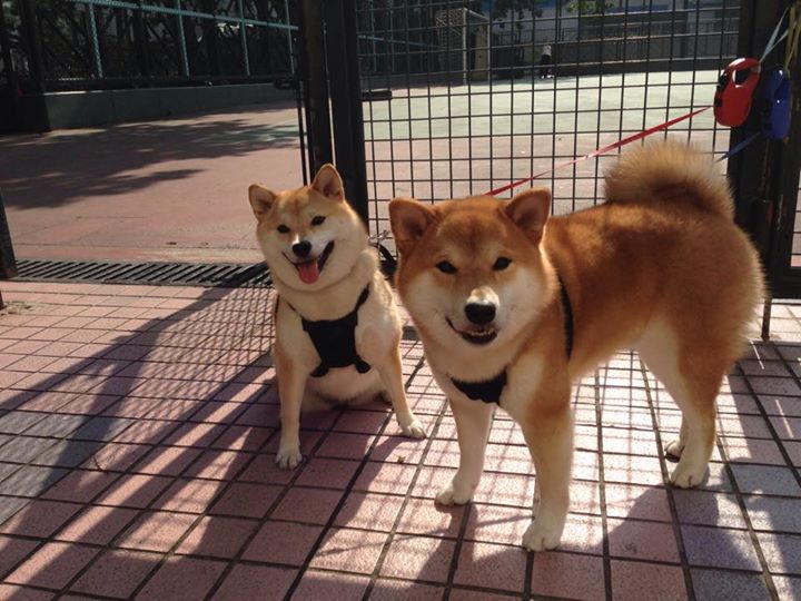 跨界合作推出足球主题的数字文创周边产品，市场反响火爆，足球数字货币有哪些